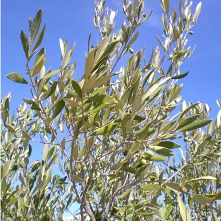 Natural active Olive Tree
